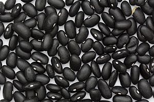 Black Turtle Bean