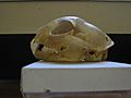 Bobcat skull Pengo