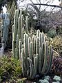 Borzicactus Websteramus, Cleistocactus, Huntington Desert Garden