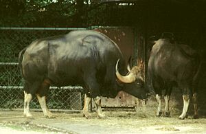 Bos gaurus male münchen 2003