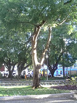 Brazilwood tree in Vitória, ES, Brazil.jpg