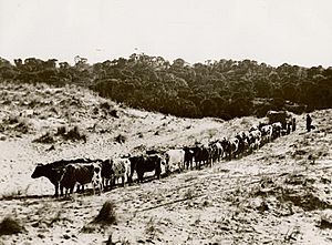Bullock wagon Promontory Road
