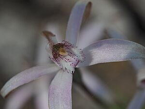 Caladenia hirta rosea 03