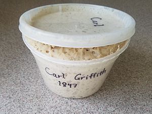 Carl Griffith sourdough starter stiff 13 hours side