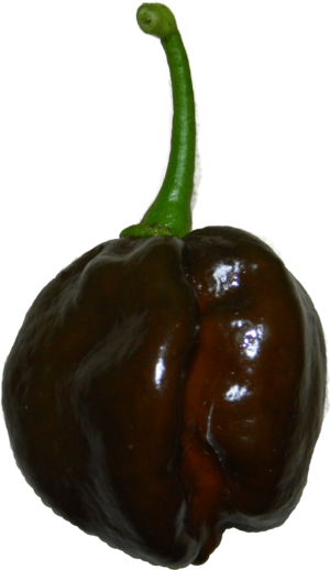 Chocolate habanero.png