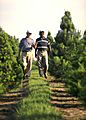 Christmas tree farm FL