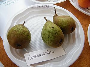 Comtesse de Paris (pear), Mons-Boubert, Somme, Fr, expo du 29-10-2017 (18)