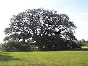 Constitution Oak in Geneva, Alabama