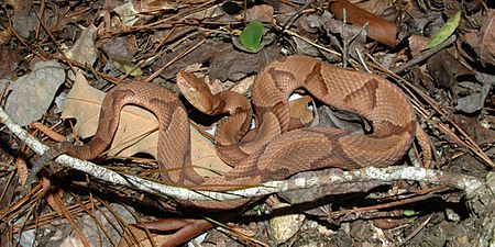 Copperhead (Agkistrodon contortrix) photographed in Liberty Co., Texas. W. L. Farr