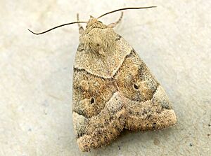 Cosmia trapezina01