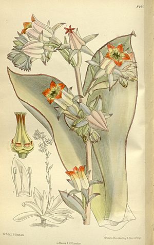 Cotyledon subrigida 138-8445