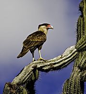 Crested caracara perched on a cactus