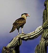 Crested caracara perched on a cactus.jpg