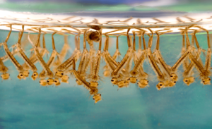 Culex sp larvae