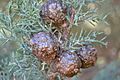 Cupressus nevadensis Hobo Ridge Grove (49) - Flickr - theforestprimeval.jpg