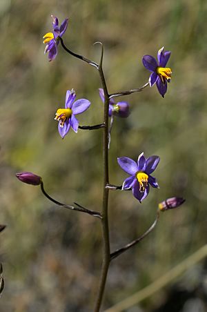 Cyanella hyacinthoides - Ladies hand (30744373736)