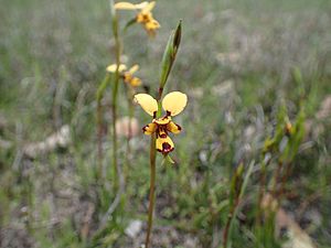 Diuris decrementa.jpg