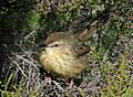 Drakensberg Prinia (Prinia hypoxantha)