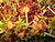 Drosera-rotundifolia.jpg