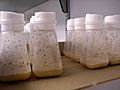 Drosophila in the lab