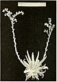 Dudleya edulis x stolonifera from type description