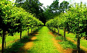 Duplin vineyard of Scuppernog grapevines