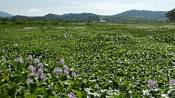 Eichhornia crassipes field at Langkawi