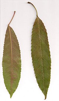 Elaeocarpus kirtonii - leaves