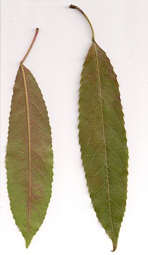 Elaeocarpus kirtonii - leaves