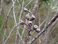 Eucalyptus approximans fruit