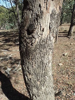 Eucalyptus banksii bark