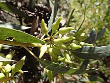 Eucalyptus falcata buds(2)