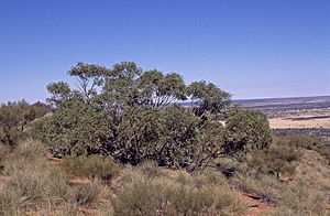Eucalyptus gillenii.jpg