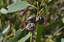 Eucalyptus globulus globulus fruit