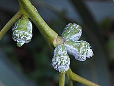 Eucalyptus globulus subsp. bicostata buds