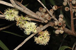Eucalyptus ligustrina fruit