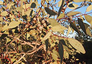 Eucalyptus sessilis capsules and foliage