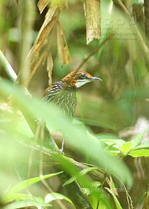 Falcated Wren Babbler.jpg