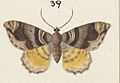 Fig 39 MA I437612 TePapa Plate-XIII-The-butterflies full (cropped)