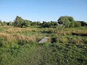 Footpath across Shepreth L-Moor - geograph.org.uk - 1309944