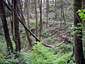 Forest park second growth bowed fallen alder P3910
