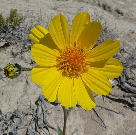 Geraea canescens flower