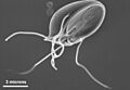 Giardia muris trophozoite SEM 11643