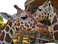 Giraffes in Richmond Metro Zoo
