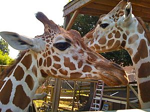 Giraffes in Richmond Metro Zoo