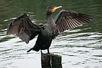 Great Cormorant PT 2