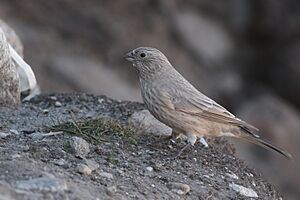 Great Rosefinch North Sikkim India 15.10.2019.jpg