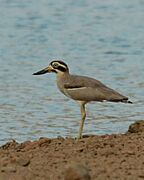 Great stone-curlew or great thick-knee