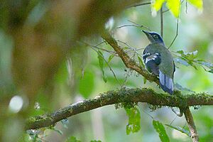 Green Cochoa Khonoma Nagaland India 24.12.2016.jpg