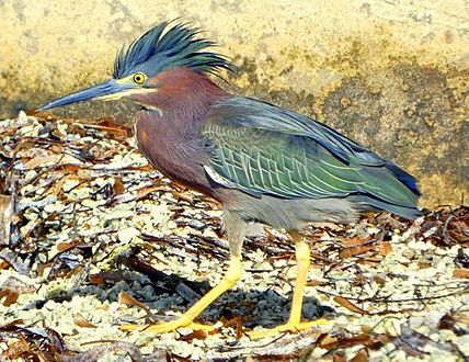 Green Heron With Crest Raised Key West 16 May 2020
